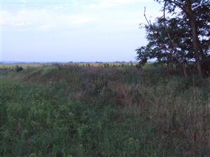 Zvyšok pieskomilnej vegetácie na najjužnejšej dune.